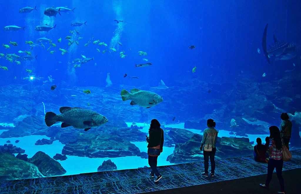 Aquarium Vacation